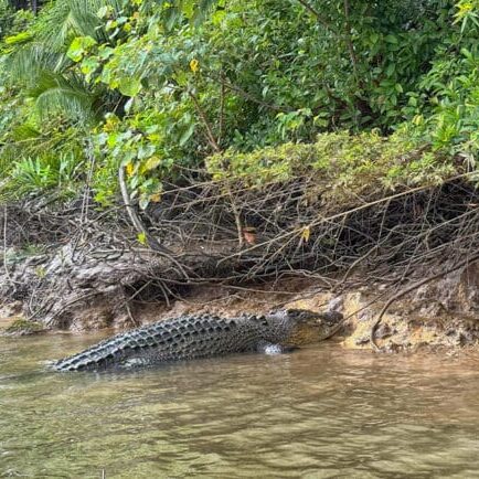 Daintree-River-Large-Saltwater-Crocodile A very large Saltwater Crocodile on the bank.