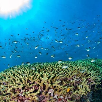 Green Coral with Schooling Reef Fish