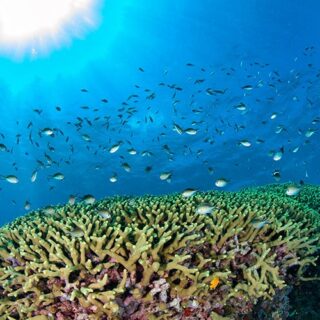 Green Coral with Schooling Reef Fish