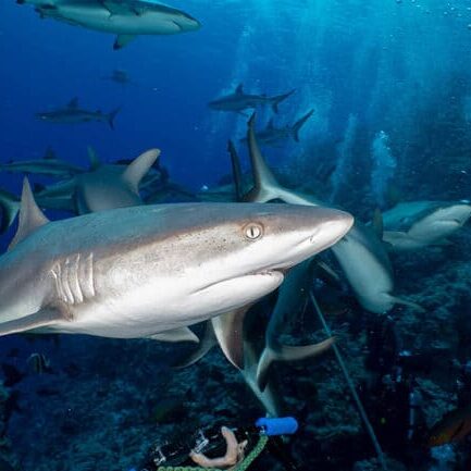 Grey Reef Sharks Osprey Reef.