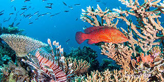 Lion Fish with Coral Trout Fish