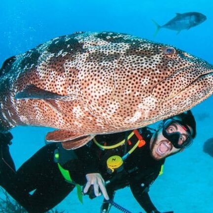 Giant Malabar Cod and Scuba Diver