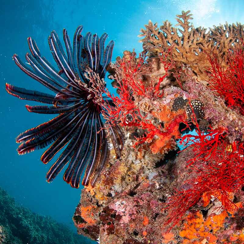 Red Seafan Coral with Clear Blue Water