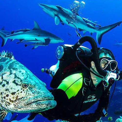 Scuba Diver with Giant Potato Cod on Mike Ball Dive Expeditions.