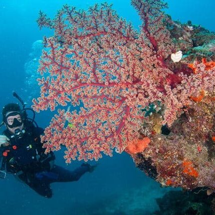 Scuba Diver with giant Red Soft Coral