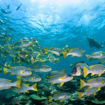 More Beautiful Sweetlip Fish Diving on the Great Barrier Reef from Cairns.