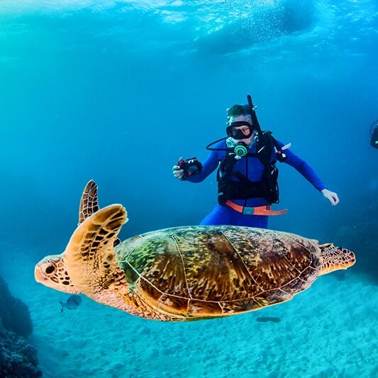 Sea Turtle & Scuba Diver