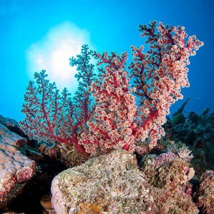 Beautiful red soft corals