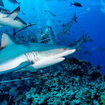 Greywhaler Reef Sharks at North Horn Dive Site Osprey Reef