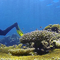 Deep Sea Divers Den Reef Quest Trip Review