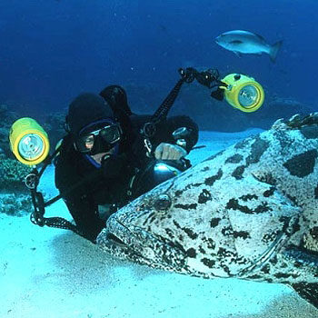 Great Barrier Reef underwater photography with Potato Cod