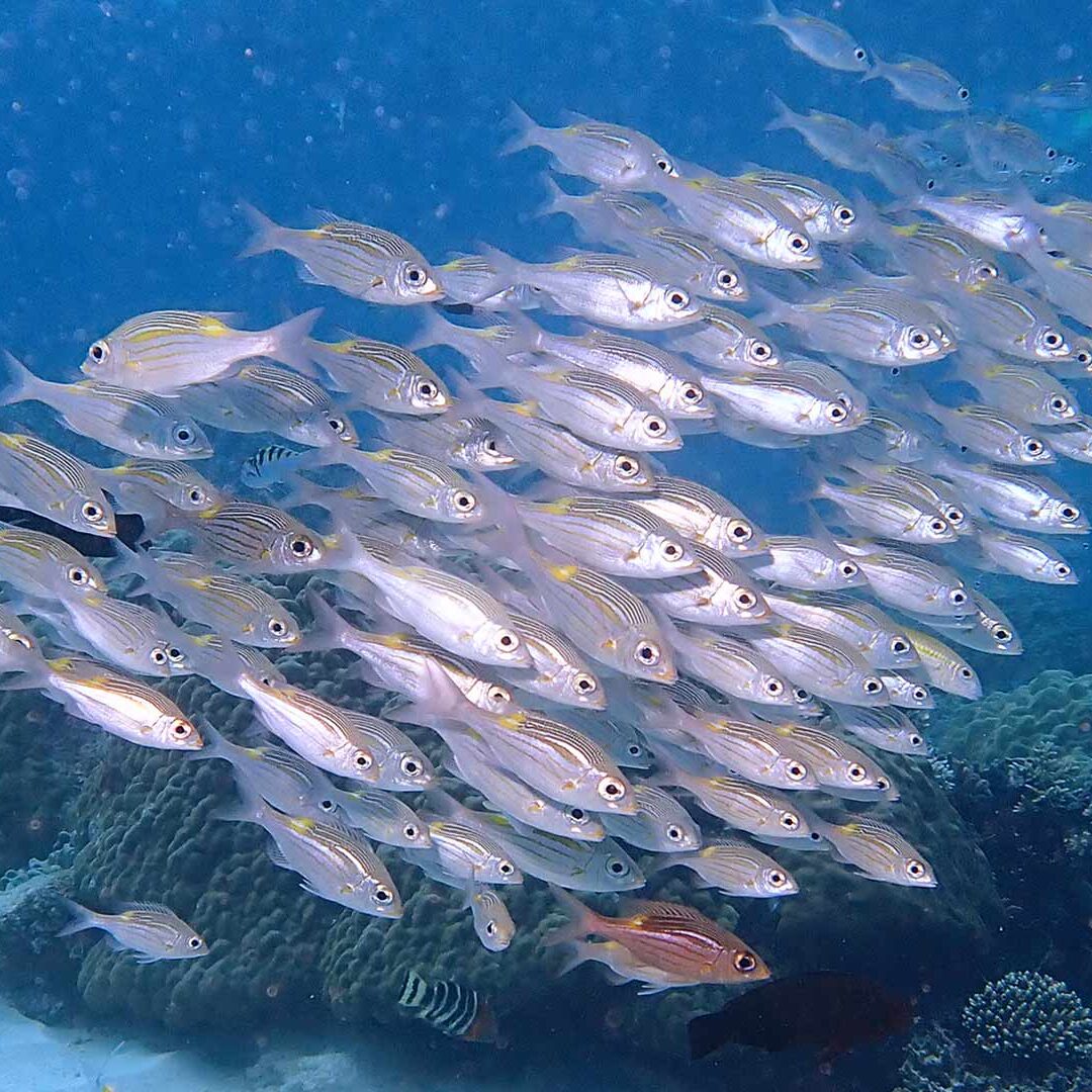 Schooling reef Fish