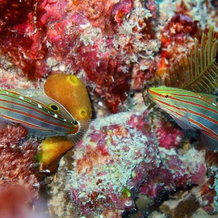 Macro Photography at Fitzroy Island